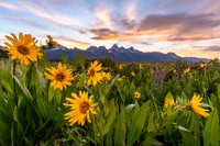 Teton Balsamroot