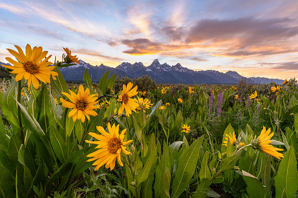 Teton Balsamroot