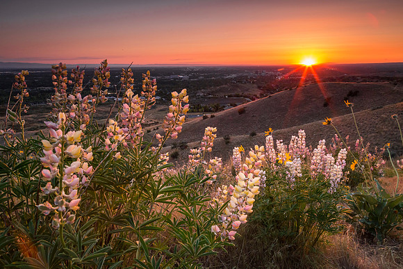 Boise Lupine Sunset 2