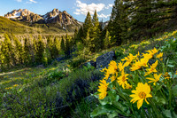 Mcgown Peak Balsamroot Bloom