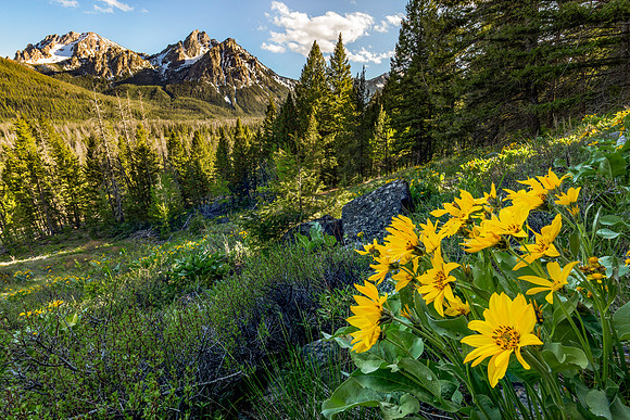 Mcgown Peak Balsamroot Bloom